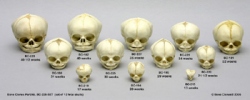 Human Fetal Skulls- Set of 12 