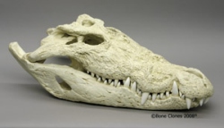 Saltwater Crocodile- 33 inches