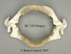 Stingray Jaw