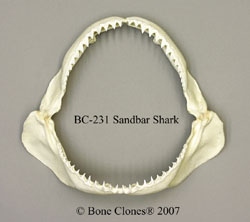 Sandbar Shark Jaw