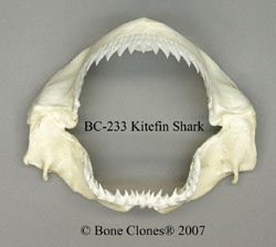 Kitefin Shark Jaw