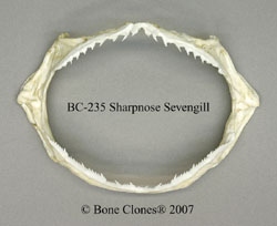 Sharpnose Sevengill Shark Jaw