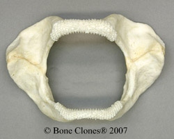 Zebra Shark Jaw