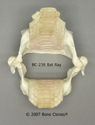 Bat Ray Jaw