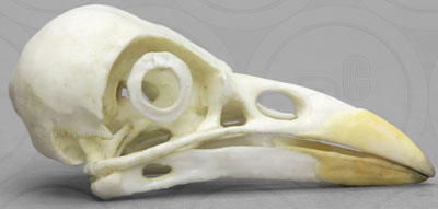 Yellow-billed Magpie Skull