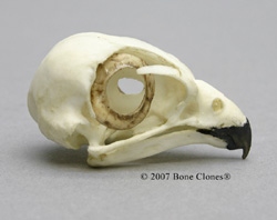 American Kestrel Skull