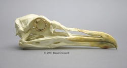 Glaucous Gull Skull