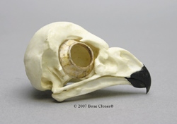 Short-eared Owl Skull