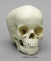 Human Child Skull 4-year-old (3 1/2 - 4 1/2-years) 