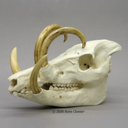 Babirusa skull