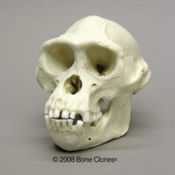 Bonobo, male Skull