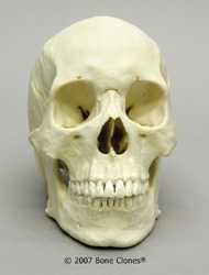 Human Male Asian Skull 