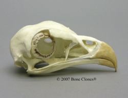 Secretary Bird Skull