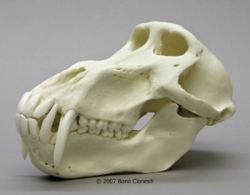 Chacma Baboon Male Skull