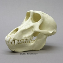 Chacma Baboon Female Skull