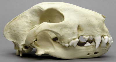 White Bull Terrier Skull