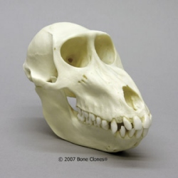 Mandrill Baboon Female Skull