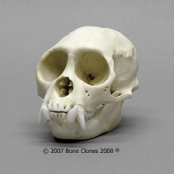 Weeping Capuchin Skull