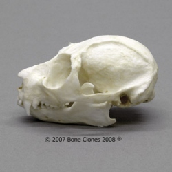 Slow Loris Skull