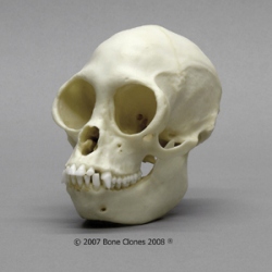 Black Spider Monkey Skull