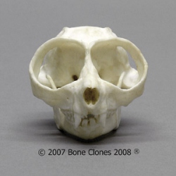 Slender Loris Skull