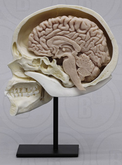 Human Sagittal Cut Half Skull with Brain Hemisphere