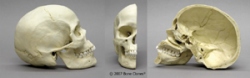 Human Half Skull, Sagittal Cut , natural color