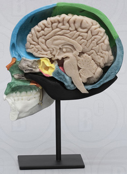 Human Half Skull, Sagittal Cut, Color Coded with brain, stand included