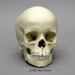 Human Child Skull 6-year-old (6-7-years) 