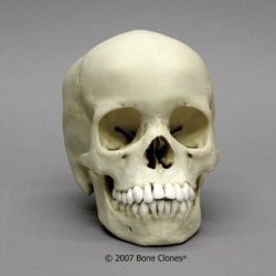 Human Child Skull 13-year-old (13-14-years)