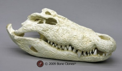 Nile Crocodile Skull 30