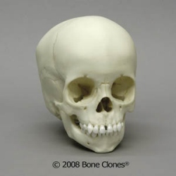 Human Child Skull 2-year-old (2-3-years)