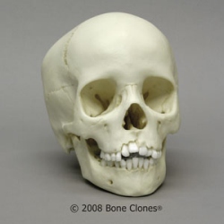 Human Child Skull 8-year-old (5-9-years) 