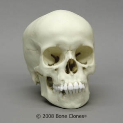 Human Child Skull 9-year-old (7.5-12.5 years)