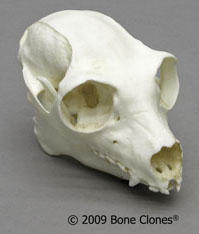 Indri Skull 