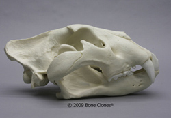 African Lion Skull- X-lg
