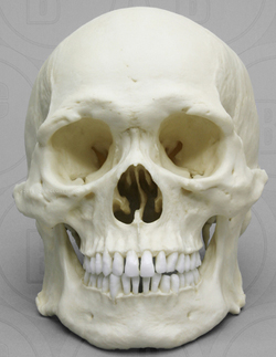 Human Male Asian Skull, Robust 