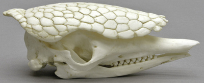 Common Armadillo skull with Head Shield