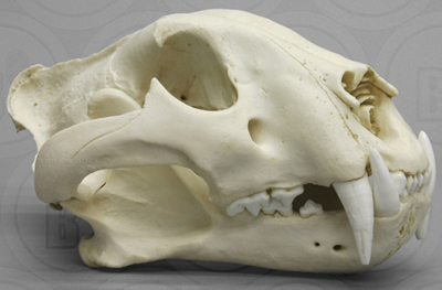Bengal Tiger skull