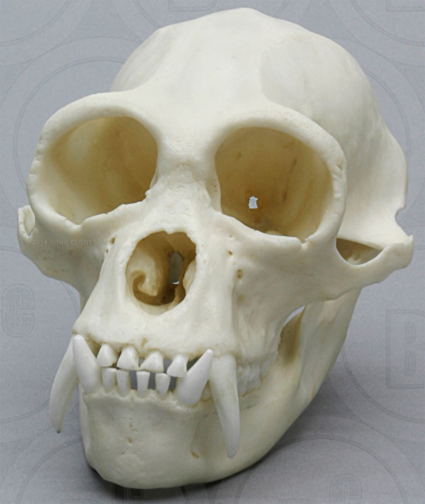 Siamang-Large Male skull