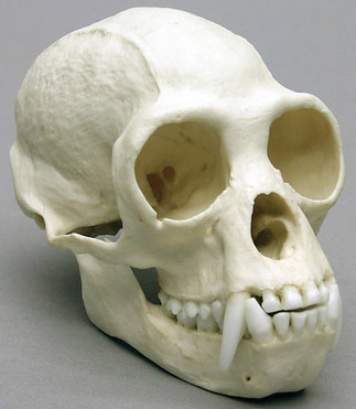 White-Handed Gibbon skull, Male