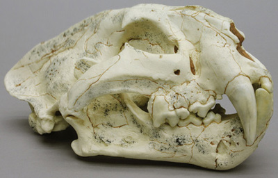 Ancestral Tiger Skull, Panthera zdanskyi 