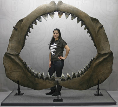 Megalodon Jaw, Assembled with 5 Rows of 46 Teeth, Stand Included