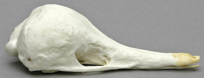 Echidna skull
