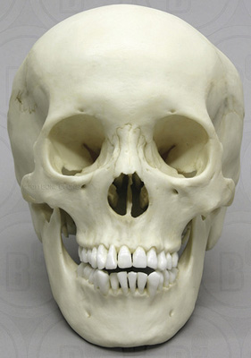 Human Adolescent Skull