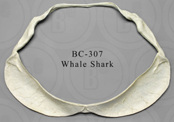 Whale Shark Jaw