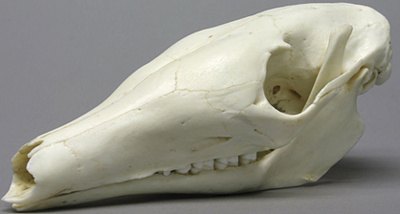 Aardvark skull