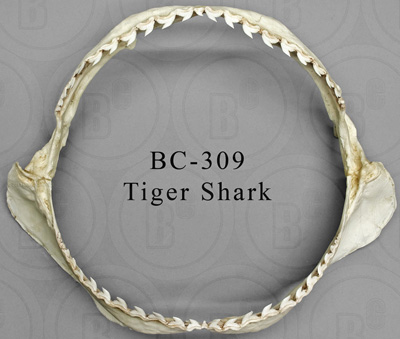 Tiger Shark Jaw