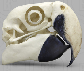 Scarlet Macaw Skull