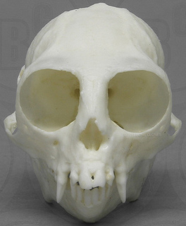 Common Marmoset Skull